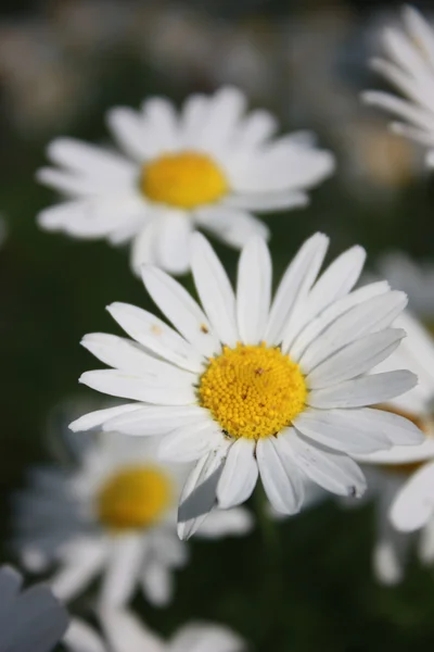 stock image Camomile