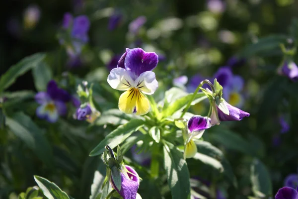 Stock image Violets in the garden