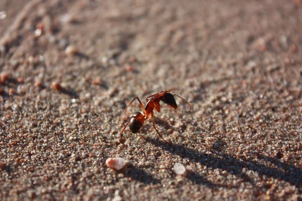 Храбрый муравей — стоковое фото