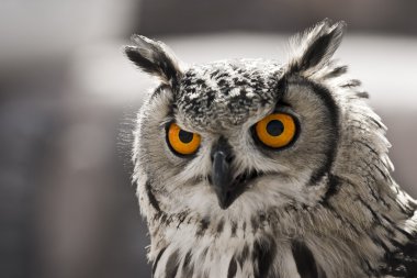 Hypnotic owl clipart