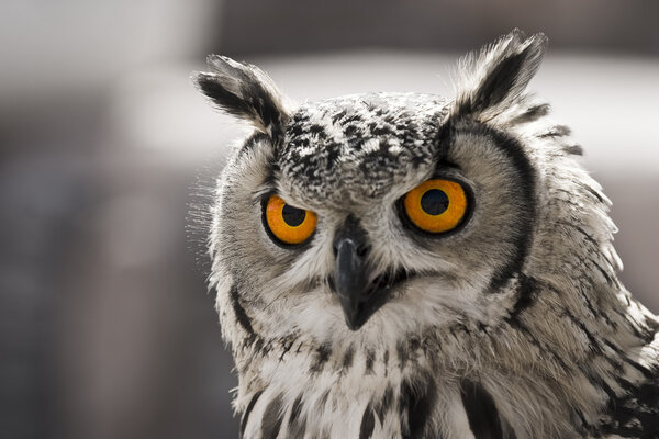 Hypnotic owl