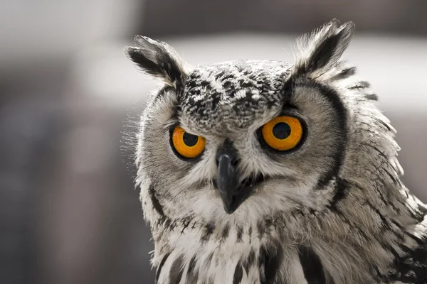 Hypnotic owl — Stock Photo, Image