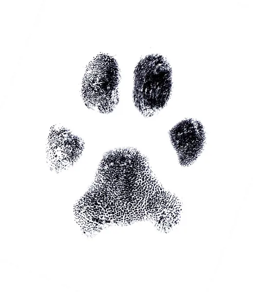 Huella dactilar perro — Vector de stock