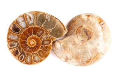 Pleistocene Seashell clipart