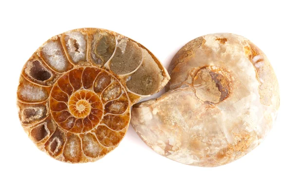 stock image Pleistocene Seashell