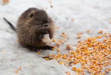 Baby Beaver clipart