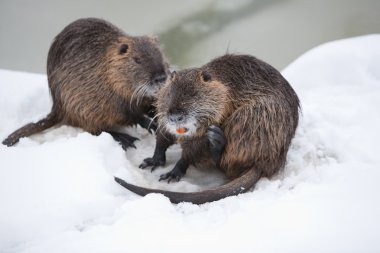Wild Beavers Family In The Snow clipart