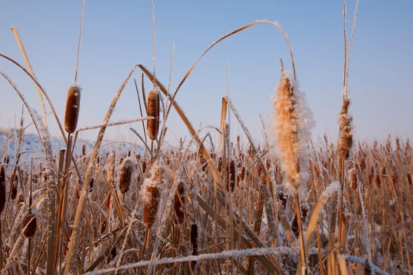 stock image Reed Plant