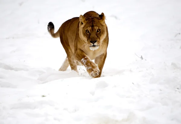 Λέαινα άγρια γάτα στο χιόνι — Φωτογραφία Αρχείου