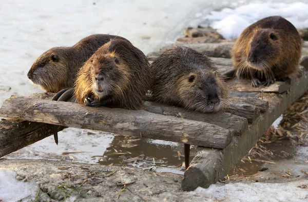 Grupo de Beavers — Fotografia de Stock