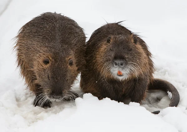 A Pair Of Beavers — Stock Photo, Image