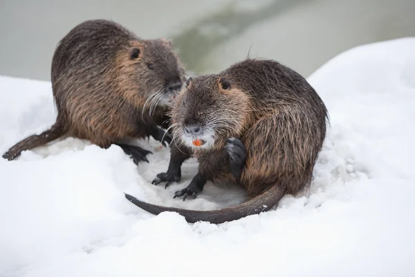 Wild Beavers Family In The Snow — Stock Photo, Image