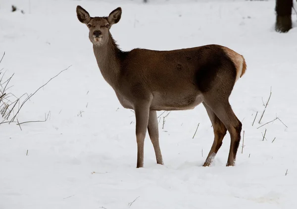 在冬天的场景中的小鹿 — 图库照片