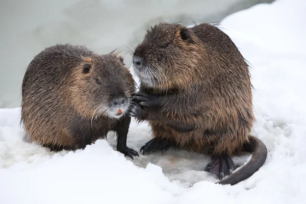 Stock image Members Of A Beaver Family