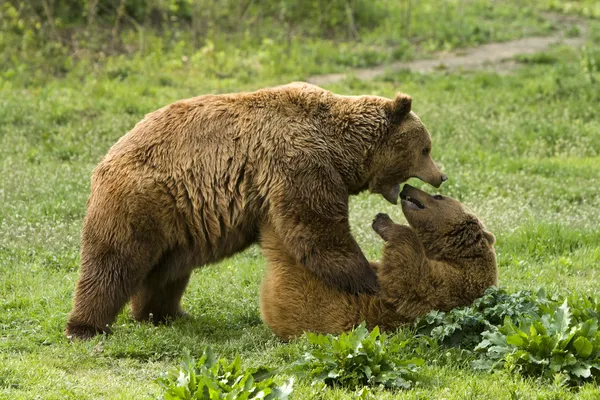 Urși joc — Fotografie, imagine de stoc