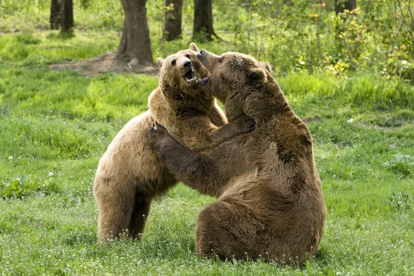 Niedźwiedzie, obejmując — Zdjęcie stockowe