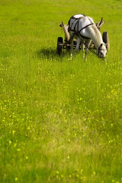 stock image Domestic Horse