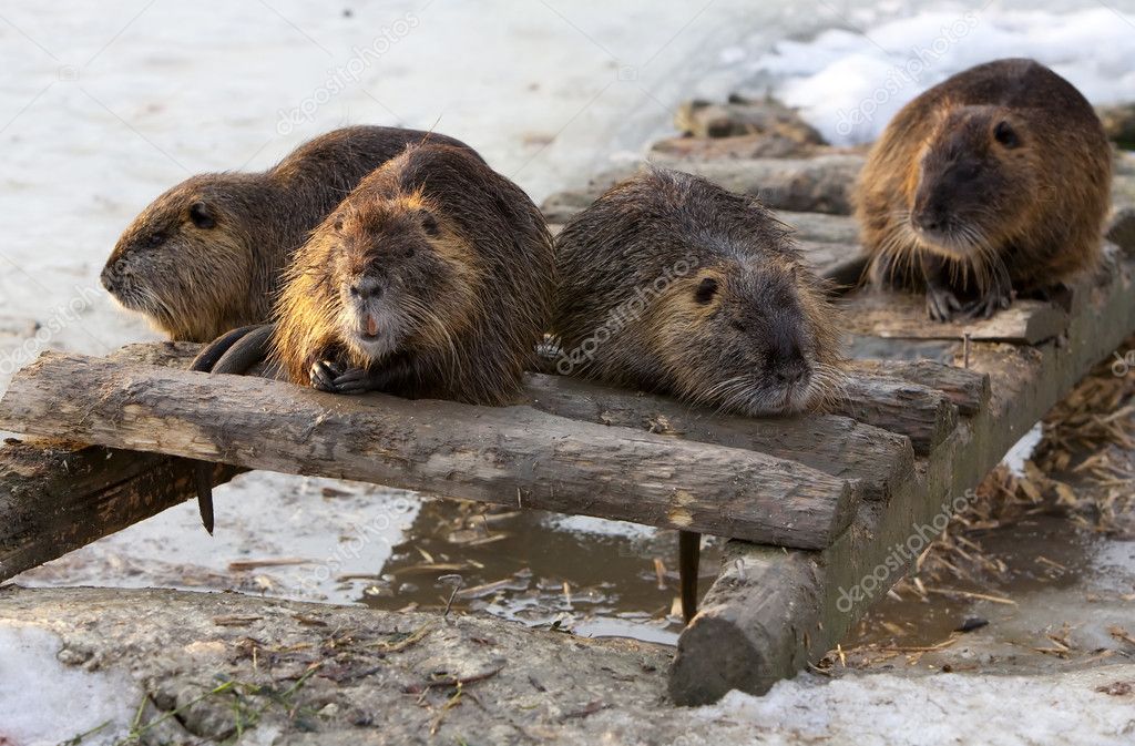 Group Of Beavers