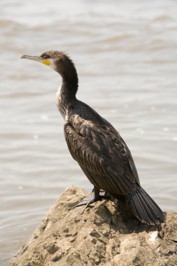 Karabatak Kuşu sahil üzerinde dinlenme