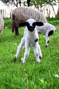 Little Lamb Animal clipart