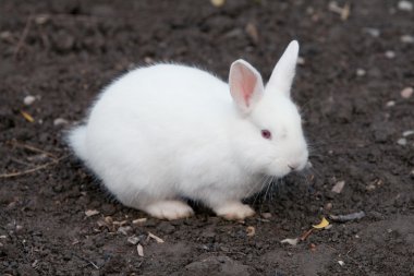 Small Angora Rabbit clipart