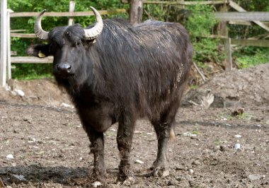 Huzurlu Bison