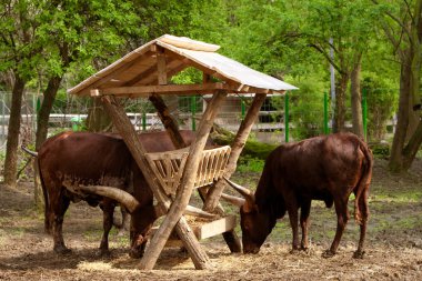 Bulls çifti