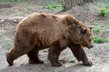 Large Carpathians Brow Bear In The Wild clipart