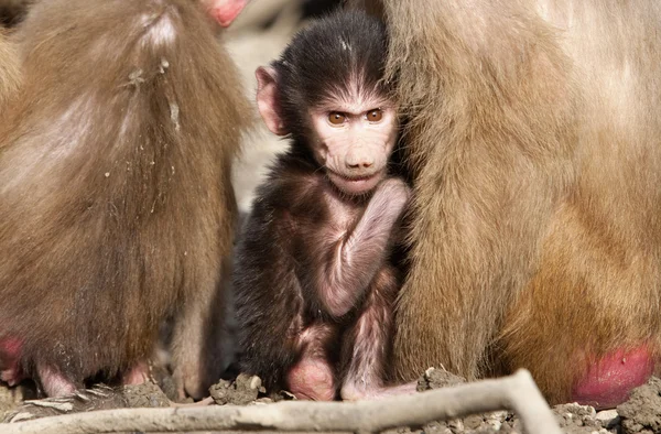 stock image Monkey Cub