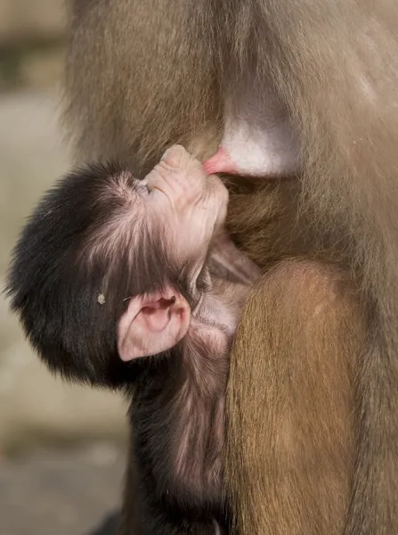 stock image Little Monkey Cub