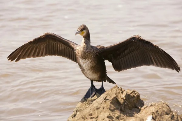 Ali di cormorano — Foto Stock