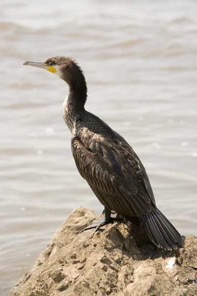 Stock image Cormorant Bird Resting On The Seashore