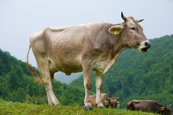 厄瓜多尔的牛 — 图库照片