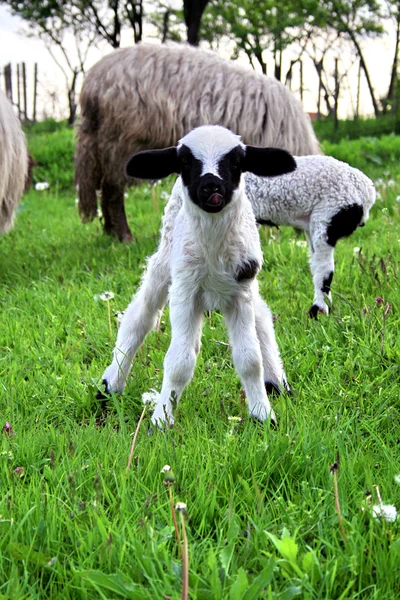 stock image Little Lamb Animal