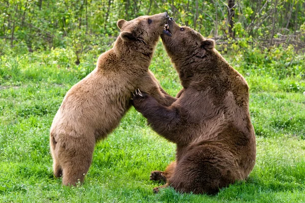 Freundliche Bären — Stockfoto