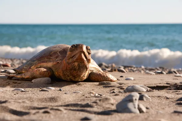 Черепаха на пляже — стоковое фото
