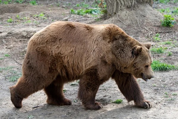 Grandes Cárpatos frente oso en la naturaleza —  Fotos de Stock