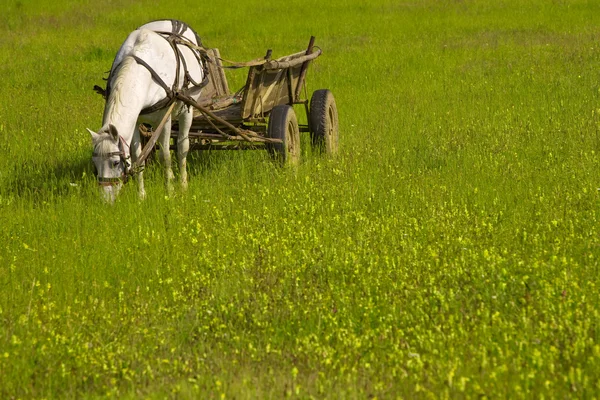 Domestic Horse — Stock Image Domestic Horse Royalty Free Stock Images