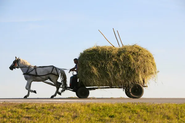 Domestic Horse — Stock Image Domestic Horse Stock Image