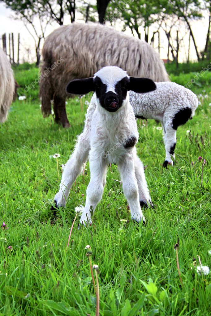 Little LambAnimal ⬇ Stockfoto, rechtenvrije foto door © ammmit 2851248