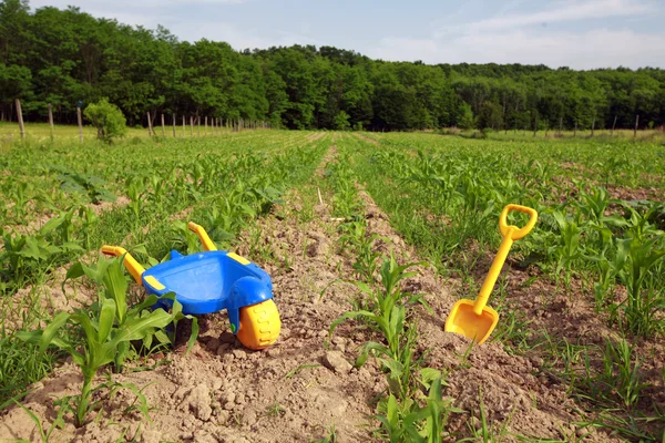 stock image Toy Tools Into Corn Field