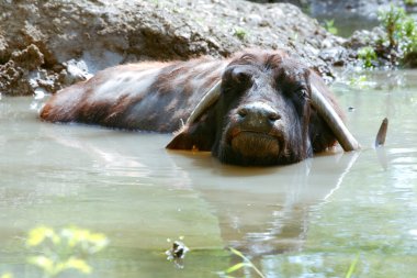 Buffalo Relaxing clipart