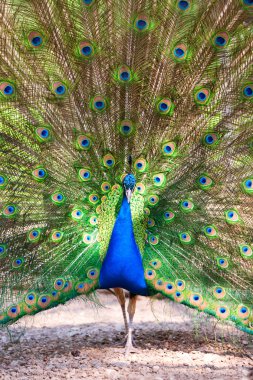 Male Peacock clipart