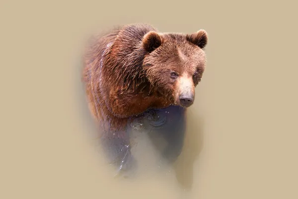 stock image Large Brown Bear