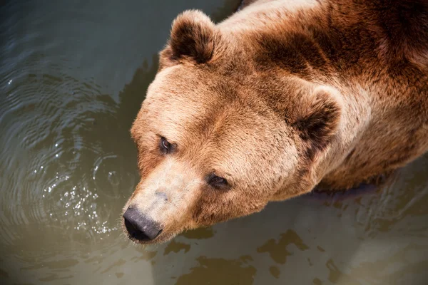 Bear Swimming — Stock Photo, Image