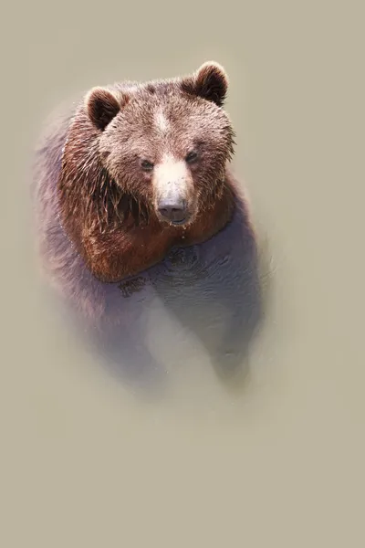 Bear Zwemmen — Stockfoto