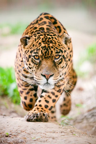 Jaguar salvaje agresivo que viene a buscarte —  Fotos de Stock