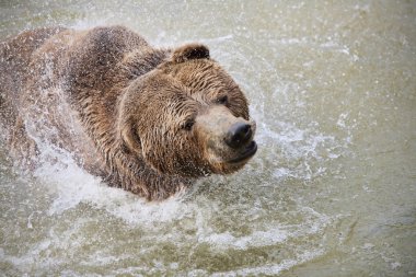 Bear Swimming clipart