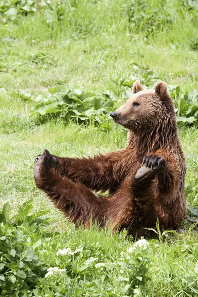Funny Wild Brown Bear Yoga Practice — Stock Photo, Image