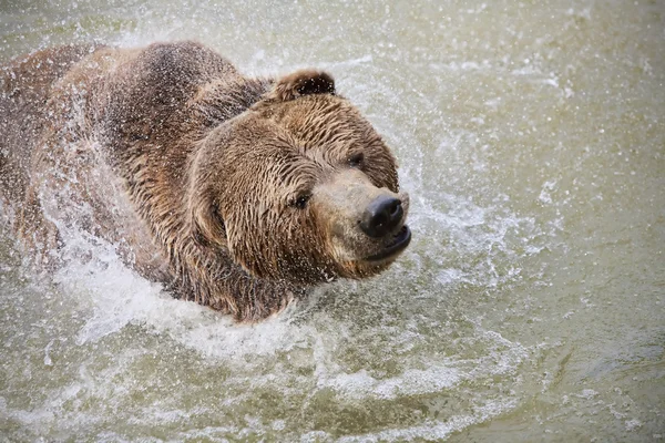 Bear Swimming — Stock Photo, Image